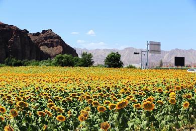 养蛙致富《圆滚滚，丑蛙池塘》Steam商店页面公开